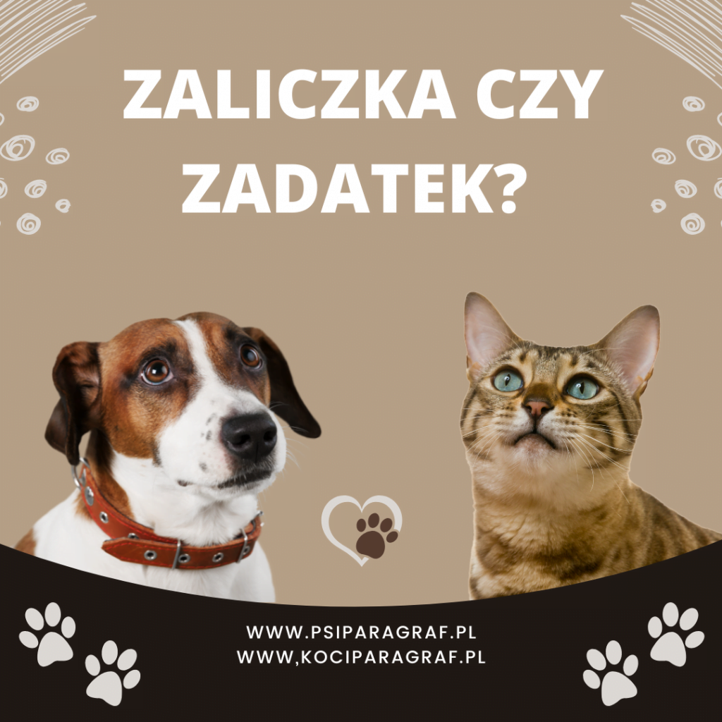 Zaliczka czy zadatek za szczeniaka
