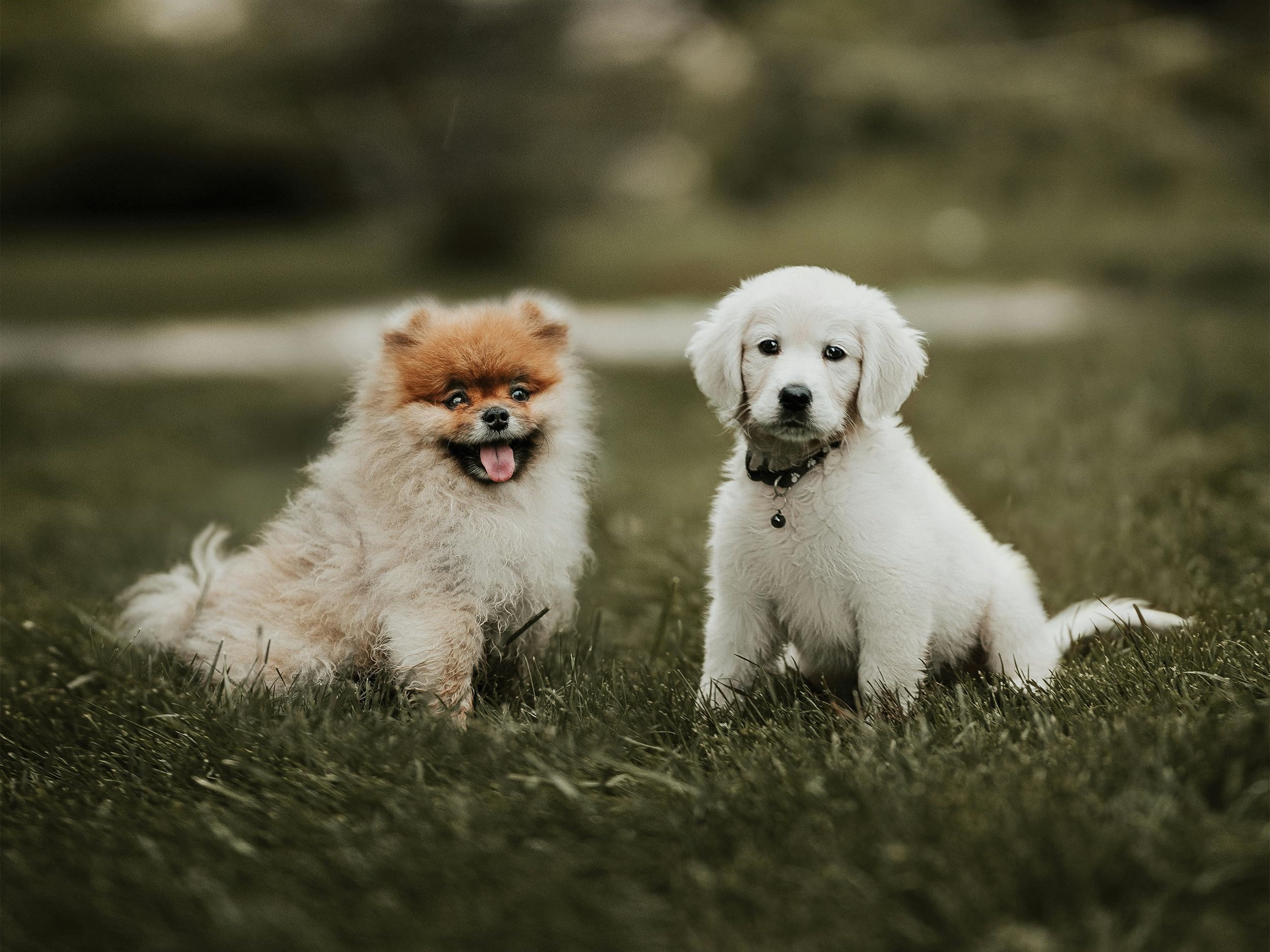 Jak chronić nazwę przydomka hodowlanego Prawnik radzi