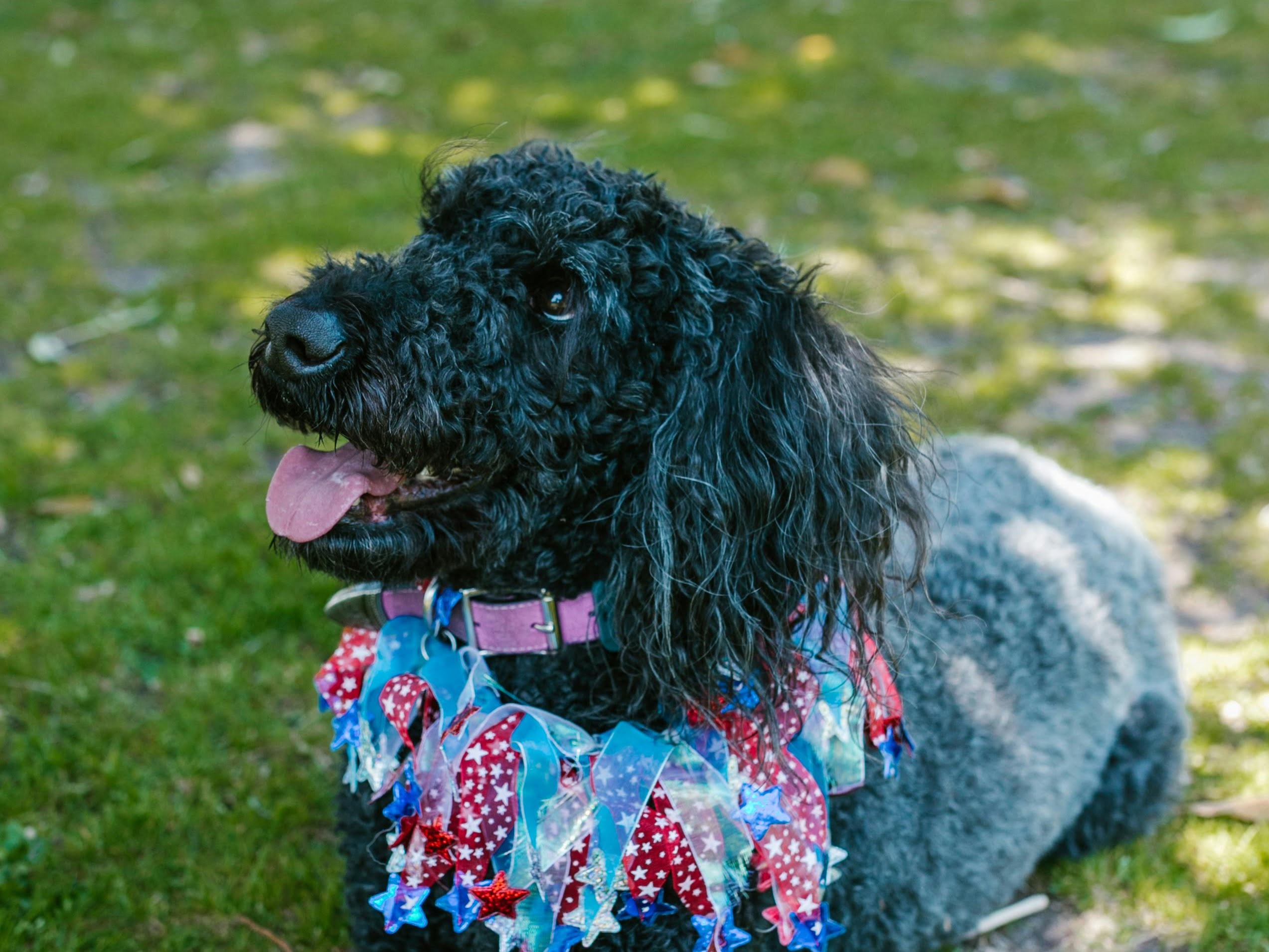 DUŻY CZARNY PIES WSZEDŁ NA PŁOT I ROZDAJE RABAT 25% NA UMOWY