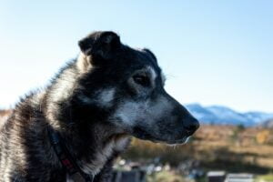 Jak to jest z tymi dokumentami dla psa