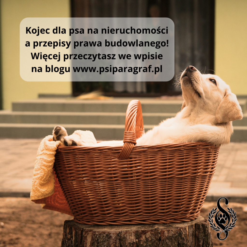 Budowa kojców dla psa na nieruchomości