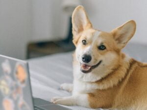 Mój gościnny występ w podcaście John Dog