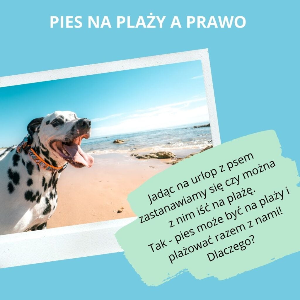 Pies na plaży, czyli czy możemy w Polsce plażować z psem