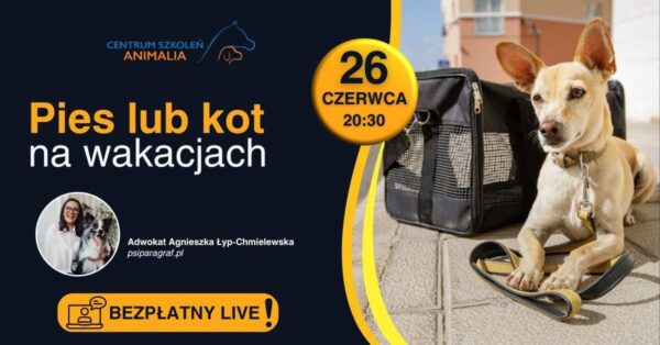 Pies lub kot na wakacjach