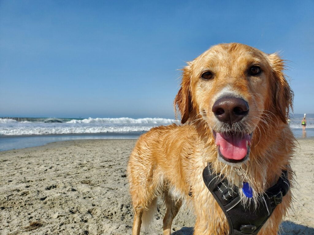 Pies na plaży
