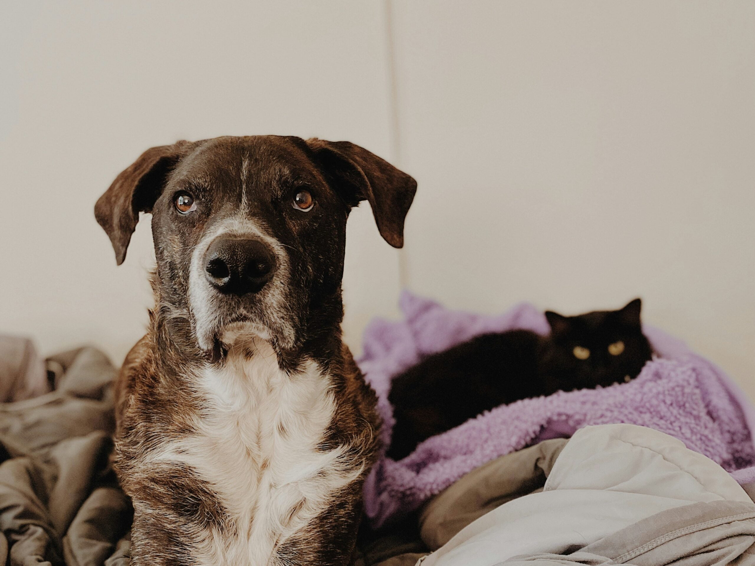 Krajowy Rejestr Oznakowanych Psów i Kotów