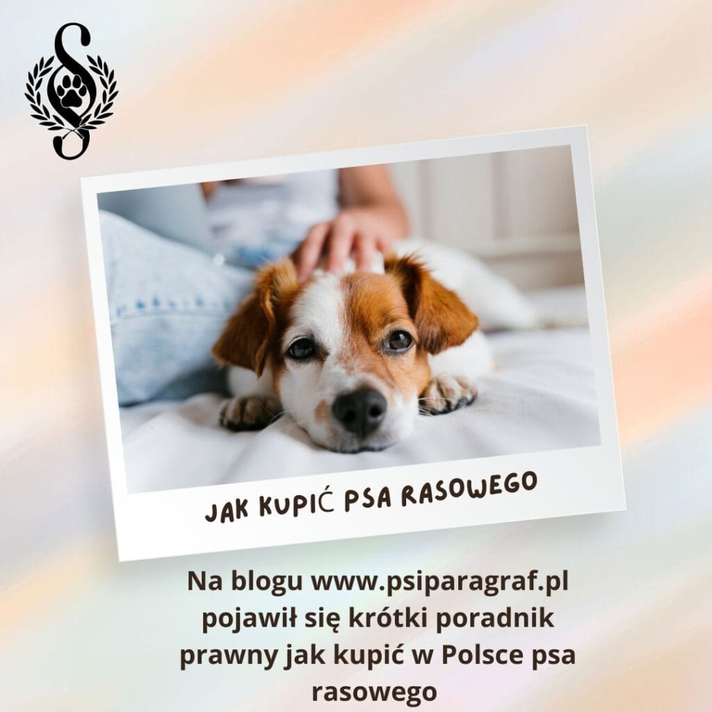 Jak kupić psa rasowego