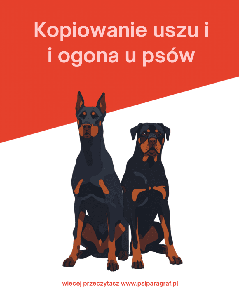 Kopiowanie uszu i ogona u psa