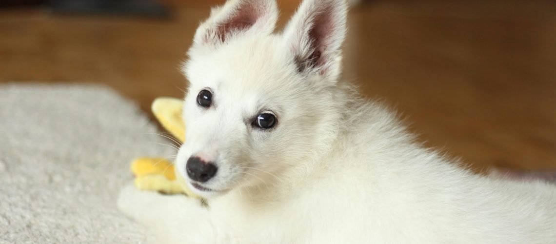 Balansowa konferencja dla profesjonalistów pracujących z psami