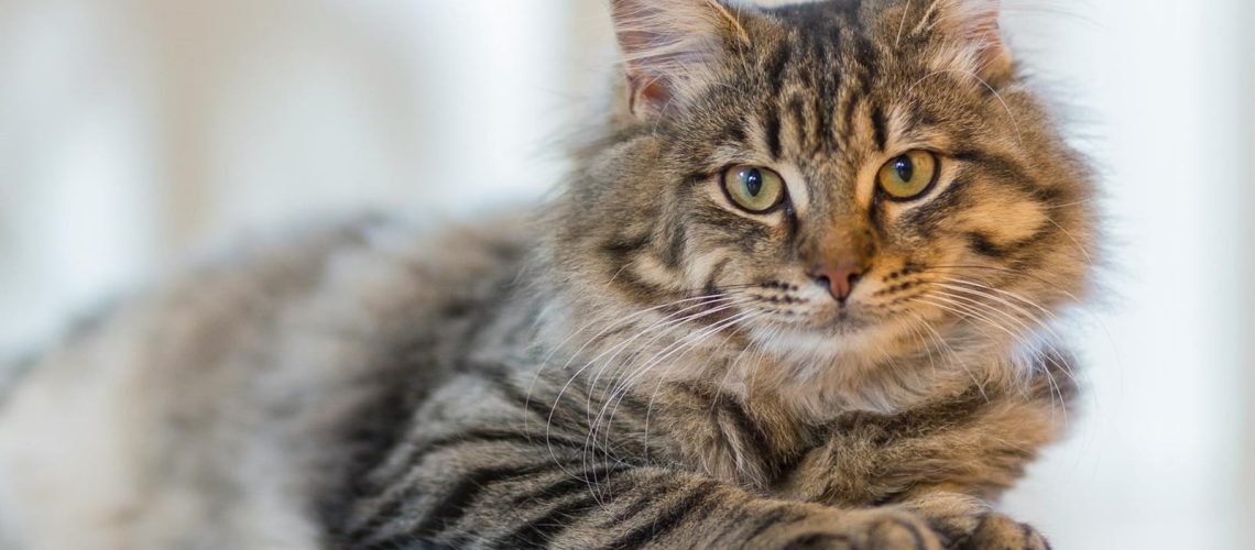 Choroba zakaźna u kotów domowych