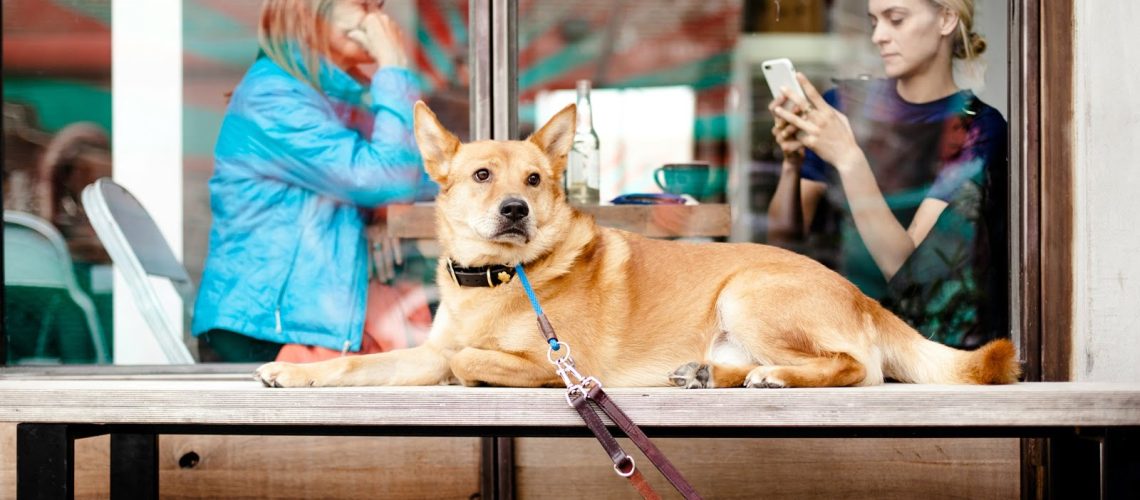 Czy pies może być udziałowcem spółki z o.o