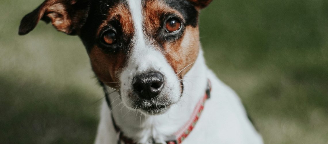 Śmierć właściciela a opieka nad psem