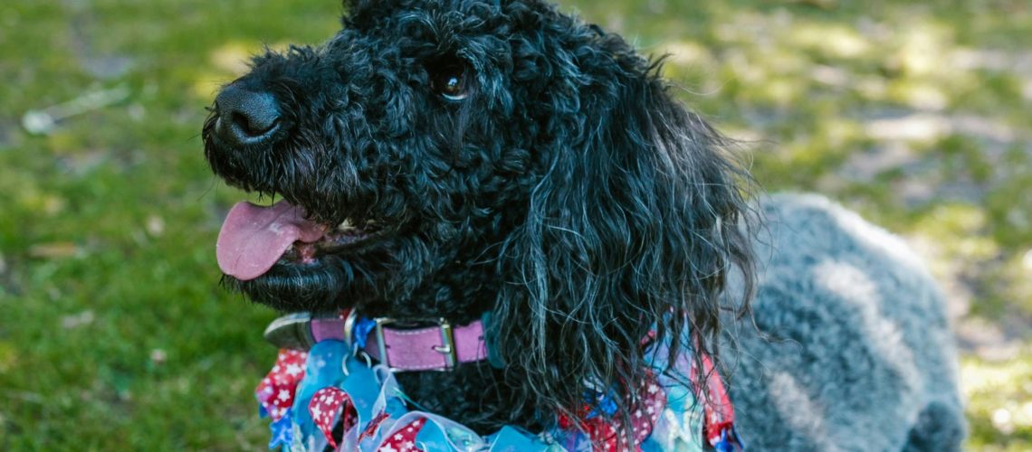 DUŻY CZARNY PIES WSZEDŁ NA PŁOT I ROZDAJE RABAT 25% NA UMOWY