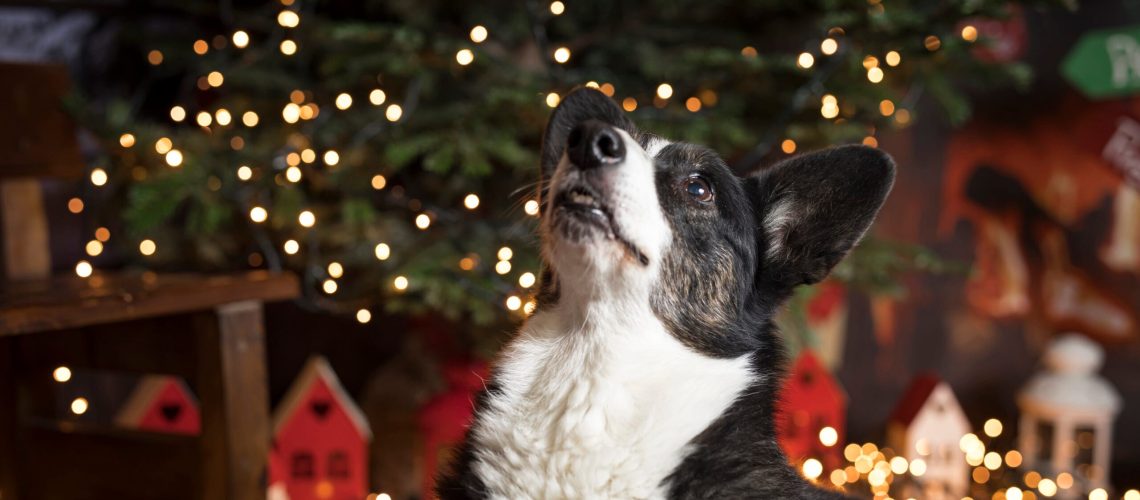 Szczęśliwego Nowego Roku 2025