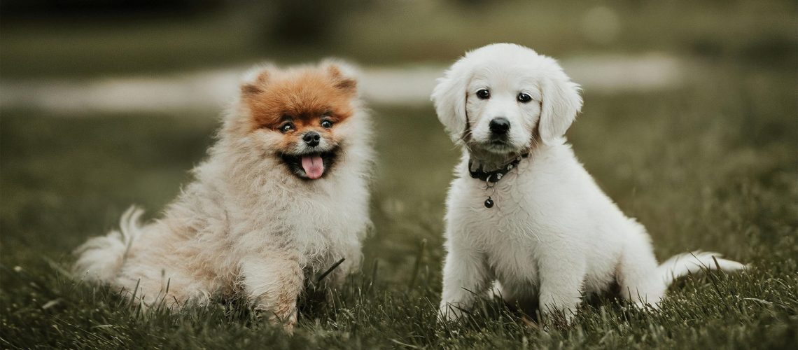 Jak chronić nazwę przydomka hodowlanego Prawnik radzi