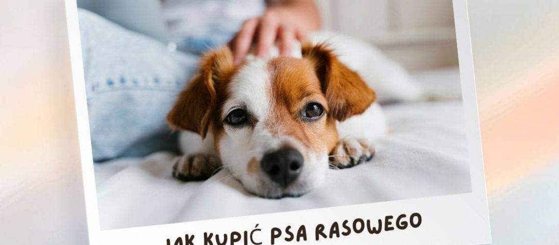 Jak kupić psa rasowego