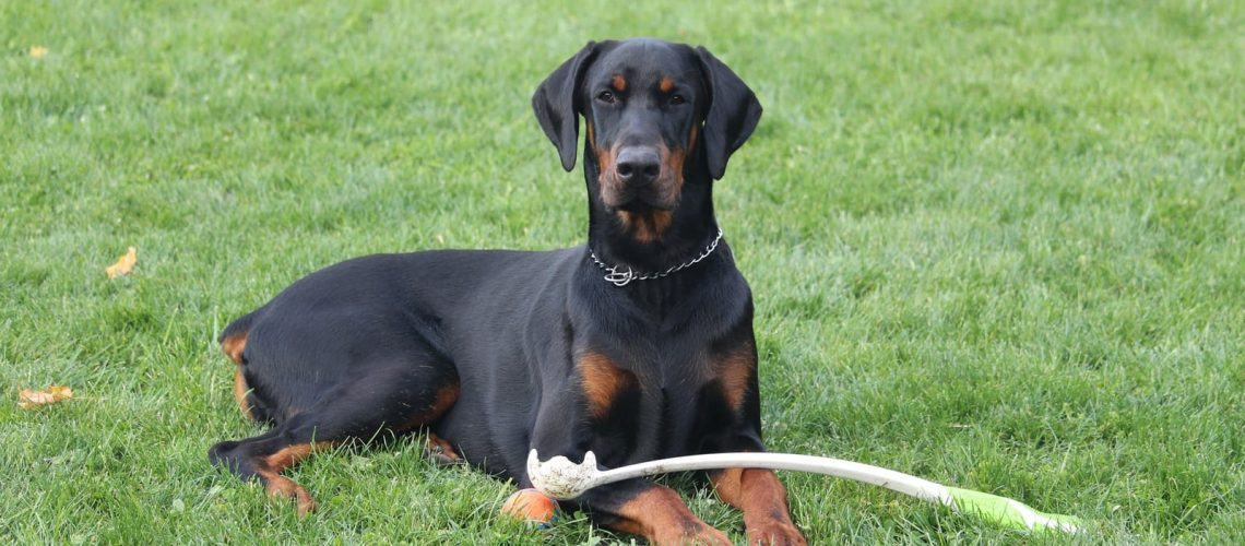 Kopiowanie uszu i ogona u psa a prawo