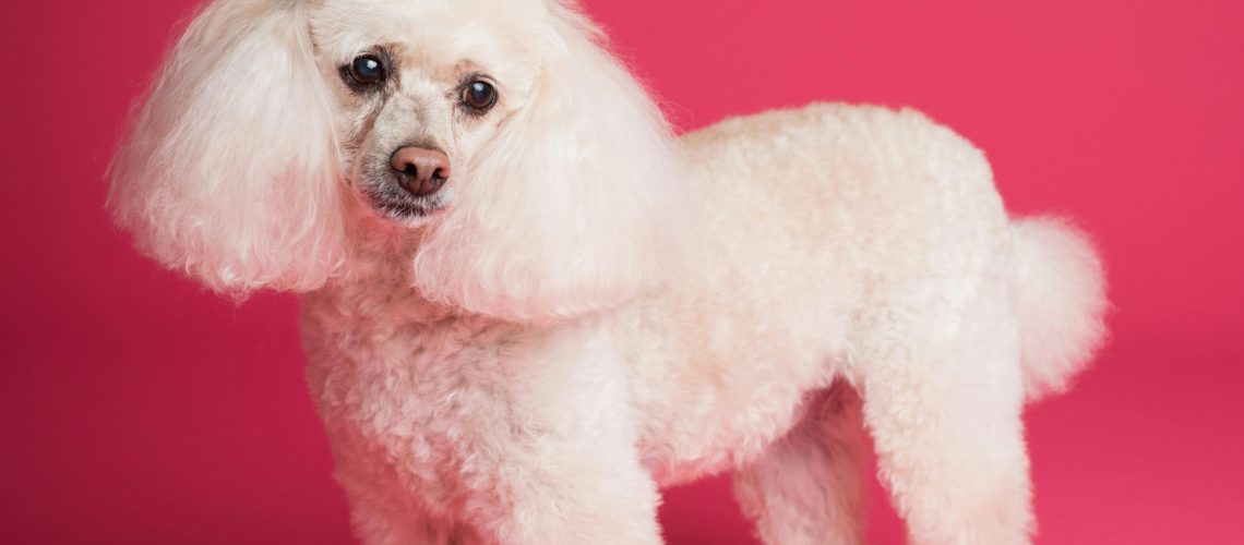 Lektura na majowe dni – Pies Rasowy