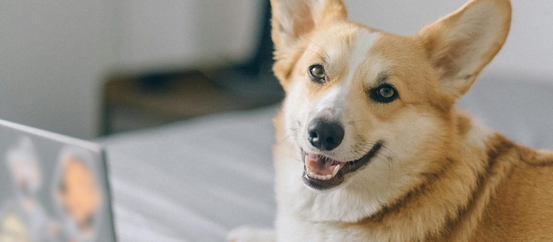 Mój gościnny występ w podcaście John Dog