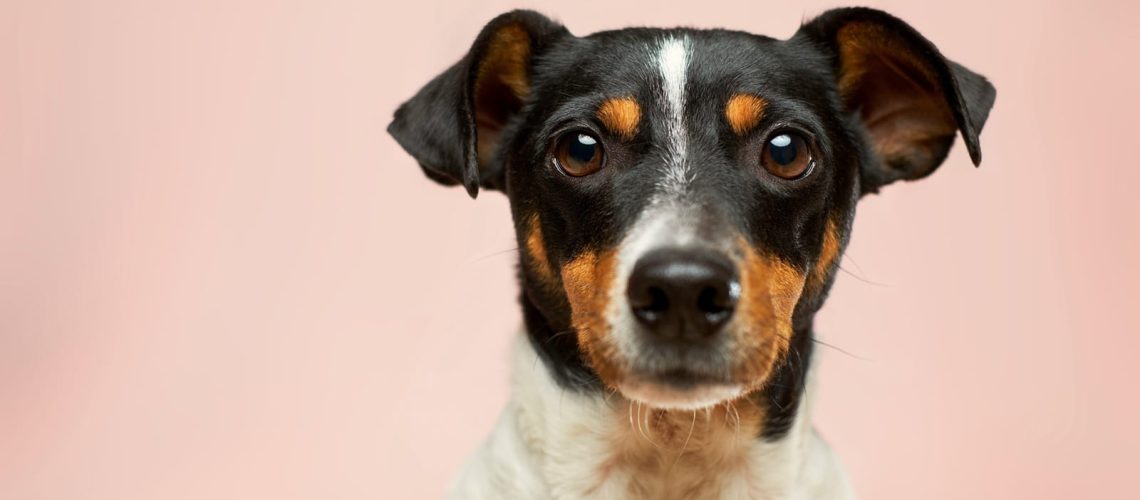 Parwowiroza, pasożyty i inne choroby zakaźne u zakupionego psa a odpowiedzialność hodowcy