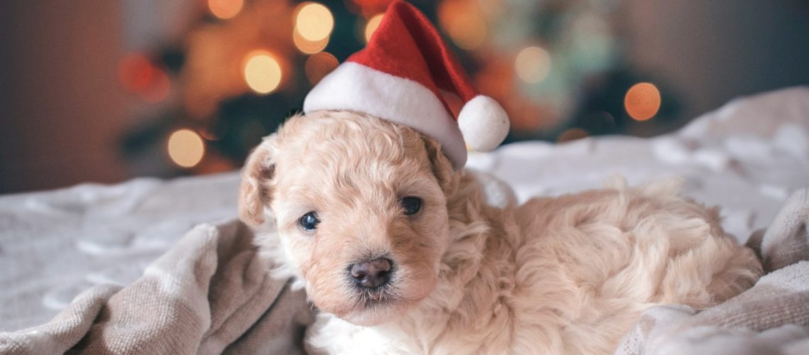 Pies jako prezent pod choinkę