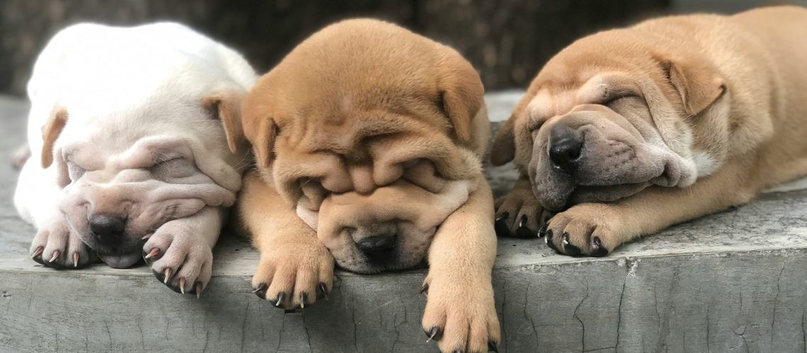 Podziękowania dla Oddziału ZKWP w Będzinie