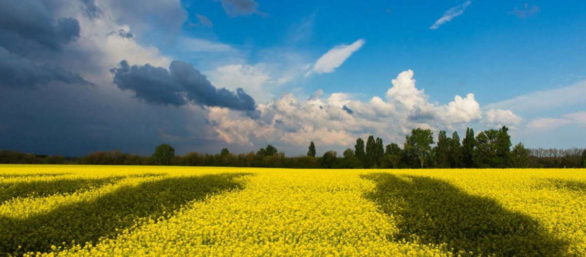 Pomoc prawna dla naszych przyjaciół hodowców na Ukrainie