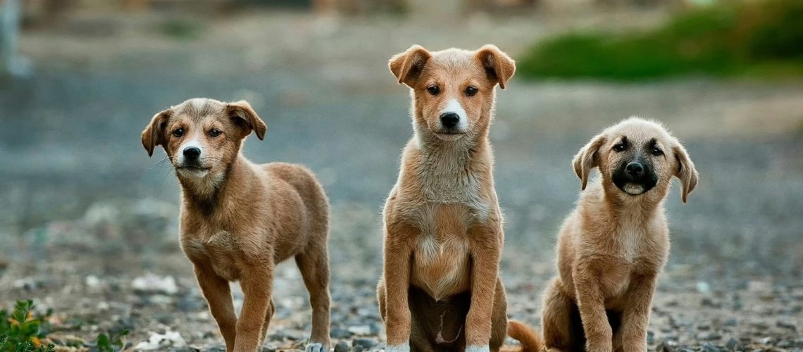 Poradnik na wypadek interwencji w hodowli