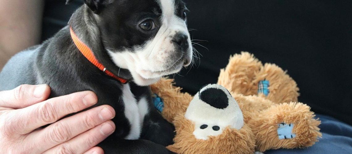 Szczepienie przeciwko wściekliźnie – nowe zasady od 18 marca 2026 r