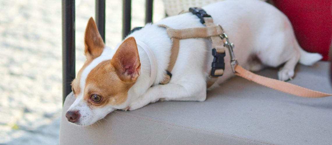 Szkolenie online – ABC prawne wizyty w gabinecie weterynaryjnym, czyli prawa i obowiązki właściciela pacjenta