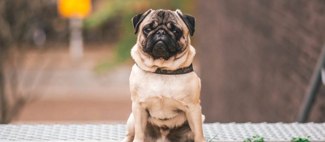 Szkolenie prawne 12 marca 2023 r., godz. 18.00. z zakresu odpowiedzialności hodowcy za wady sprzedanego szczeniaka/psa