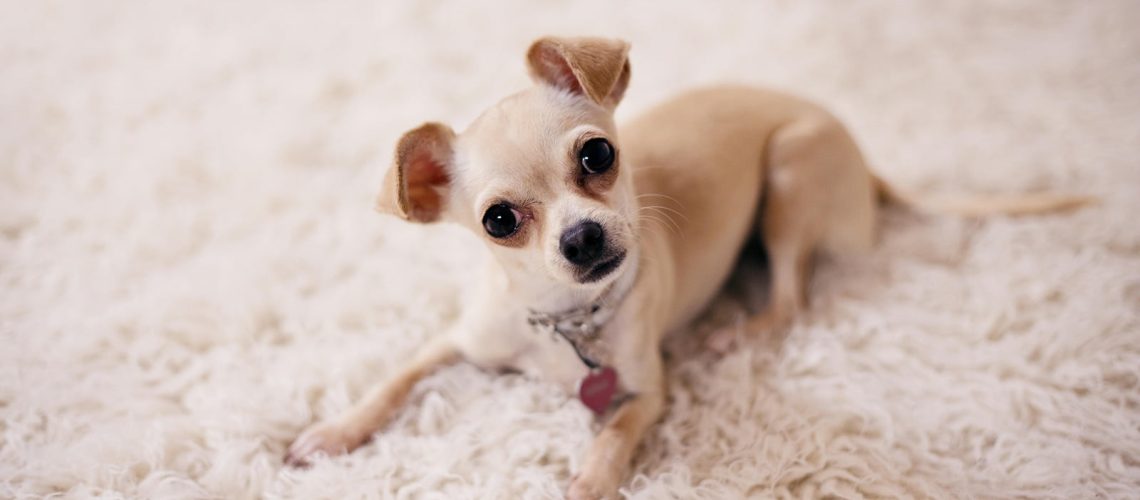 Szkolenie – aspekty prawne sprzedaży psa za granicę już w sobotę