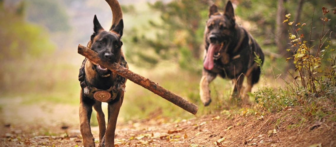 U nas dzień psa trwa cały tydzień