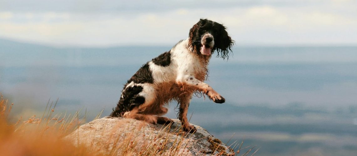 UOKiK branża kynologiczna