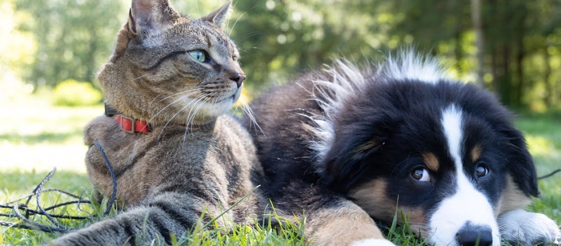 Wjazd zwierząt towarzyszących z Ukrainy do UE