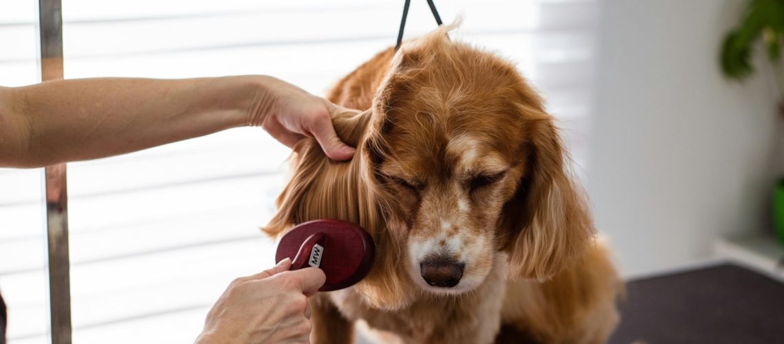 Zasady złożenia reklamacji za usługę groomerską