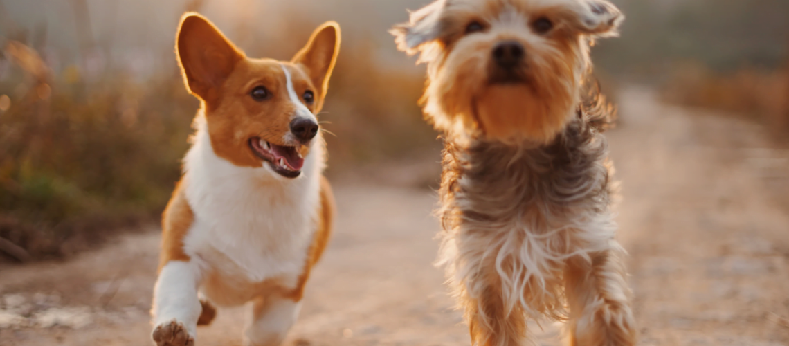 Zrzut ekranu 2024-06-3 o 11.46.24