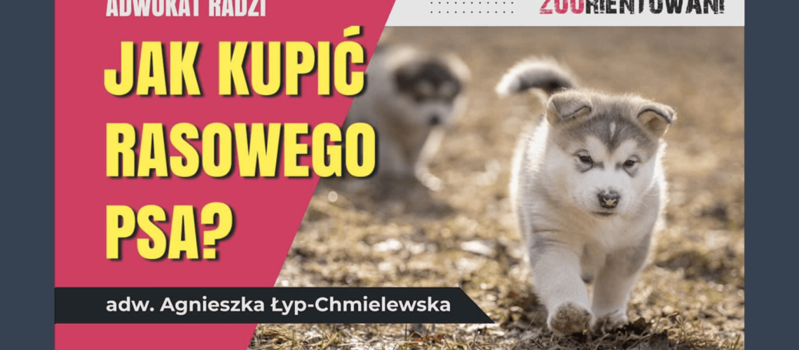 jak kupić rasowego psa